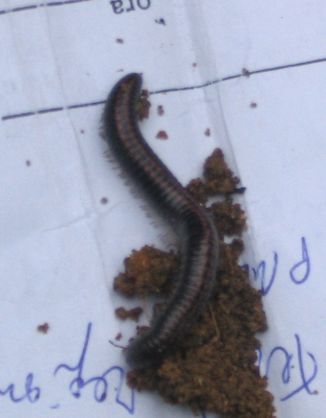 Ommatoiulus sabulosus?